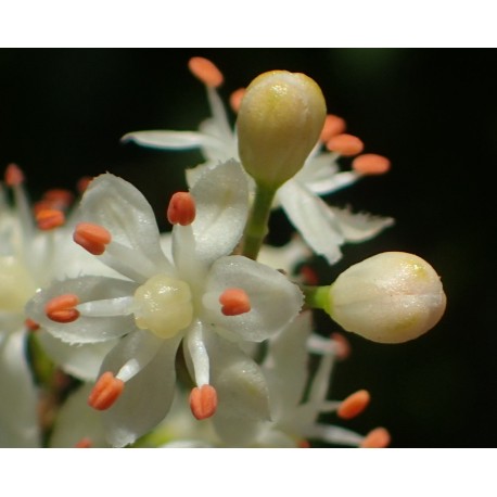 Triphala Triphala